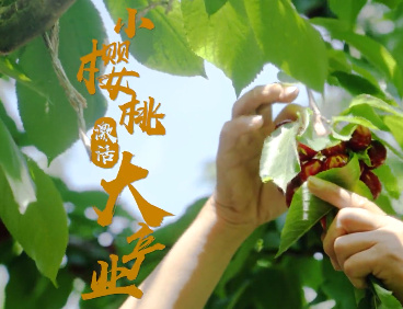 小樱桃激活大产业