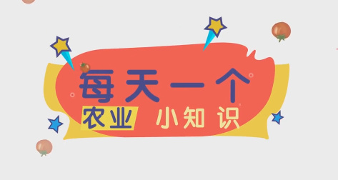 华州西红柿种植篇