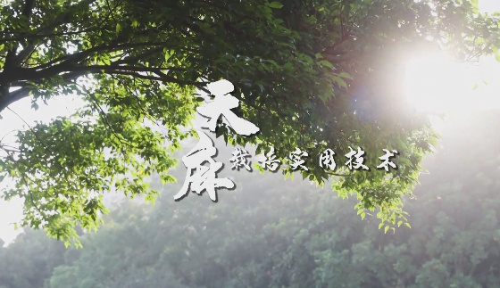 天麻栽培实用技术