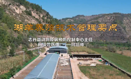 湖羊养殖管理技术要点讲解