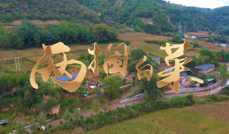 两捆白菜