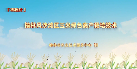 榆林风沙滩区玉米绿色高...