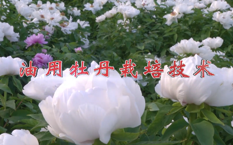 油用牡丹栽培技术